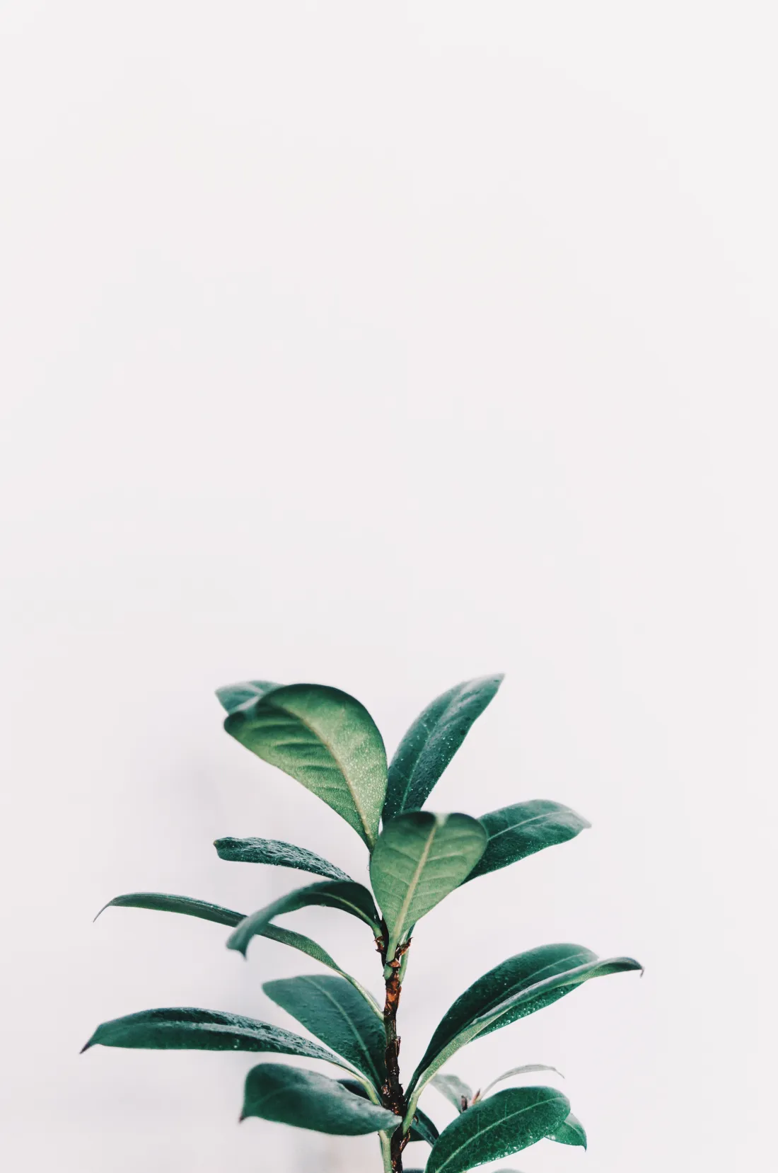 A cropped leaf photograph from the practice's existing website, treated in muted green.